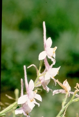 Delphinium camptocarpum