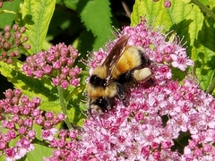 Bombus huntii