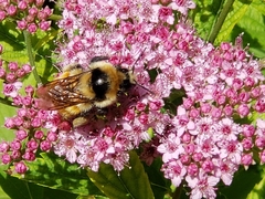 Bombus huntii