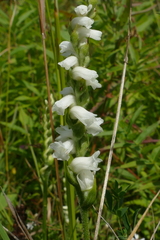 Spiranthes arcisepala