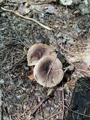 Lactarius mucidus