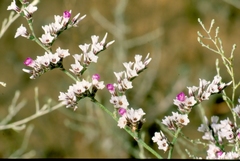 Goniolimon callicomum