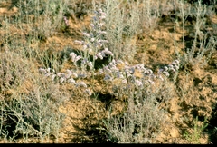 Goniolimon callicomum