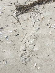 Scalopinae