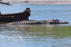 Melanosuchus niger