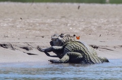 Melanosuchus niger