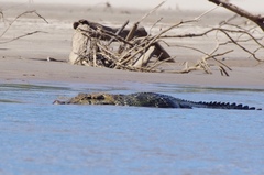 Melanosuchus niger