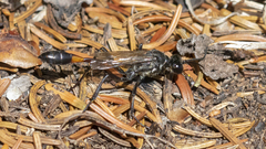 Ammophila urnaria