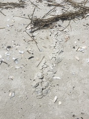 Scalopinae