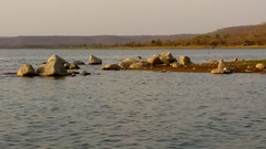 Esacus recurvirostris