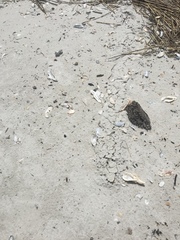 Scalopinae