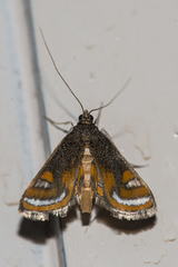 Agassiziella