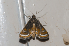 Agassiziella