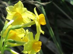 Narcissus jonquilla