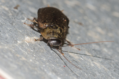 Diploptera