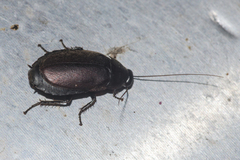 Diploptera