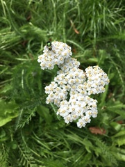 Achillea millefolium