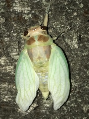 Graptopsaltria nigrofuscata