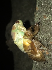 Graptopsaltria nigrofuscata