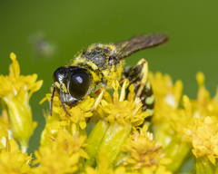 Ectemnius ruficornis