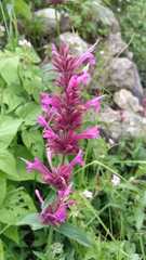Agastache mexicana