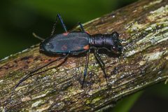 Calochroa