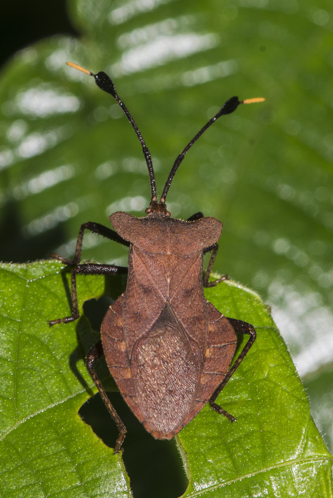 Dalader planiventris
