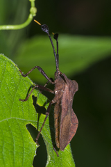 Dalader planiventris