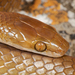 Lamprophiid Snakes - Photo (c) Courtney Hundermark, some rights reserved (CC BY-NC), uploaded by Courtney Hundermark