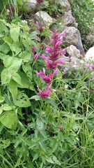 Agastache mexicana