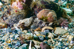Myoxocephalus
