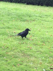 Corvus corone