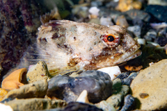 Myoxocephalus