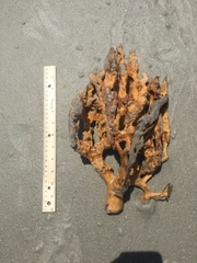 Axinella polycapella