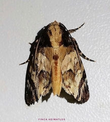 Drobeta