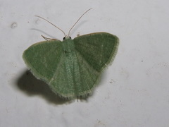 Phaiogramma faustinata