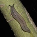 Chinese Slug - Photo (c) Yan Cai, some rights reserved (CC BY-NC), uploaded by Yan Cai