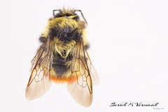 Bombus rufocinctus