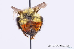 Bombus rufocinctus