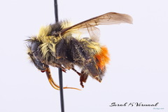 Bombus rufocinctus