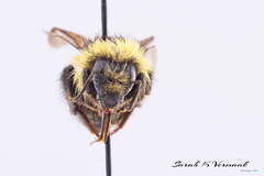 Bombus rufocinctus