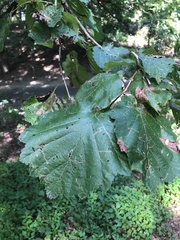 Corylus colurna