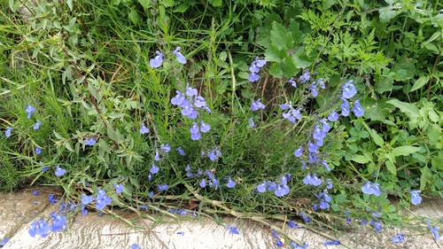 Image of Salvia reptans by (c) IA braham, some rights reserved (CC BY)