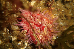 Urticina mcpeaki