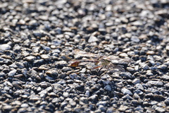 Dromogomphus