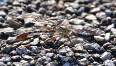 Dromogomphus