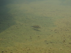 Hemichromis