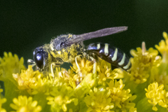 Ectemnius ruficornis