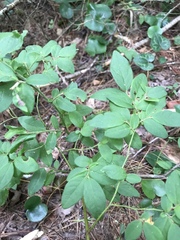 Vaccinium hirsutum