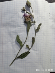 Centaurea jacea